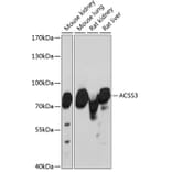 Western Blot - Anti-ACSS3 Antibody (A91141) - Antibodies.com