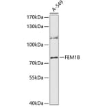 Western Blot - Anti-FEM1B Antibody (A91146) - Antibodies.com