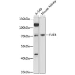 Western Blot - Anti-FUT8 Antibody (A91147) - Antibodies.com
