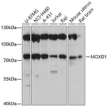 Western Blot - Anti-MOXD1/MOX Antibody (A91149) - Antibodies.com