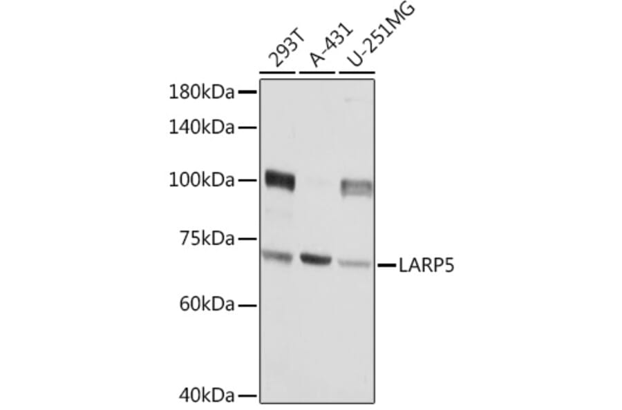 Western Blot - Anti-LARP4B Antibody (A91155) - Antibodies.com