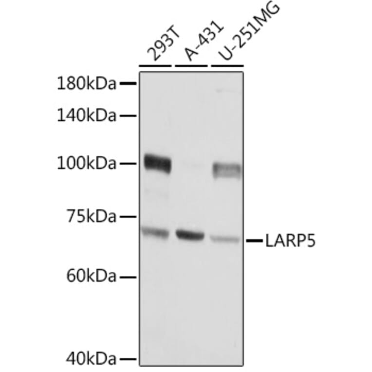 Western Blot - Anti-LARP4B Antibody (A91155) - Antibodies.com