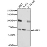 Western Blot - Anti-LARP4B Antibody (A91155) - Antibodies.com