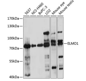 Western Blot - Anti-ELMO1 Antibody (A91157) - Antibodies.com