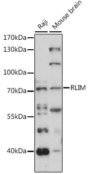 Western blot analysis of extracts of various cell lines, using Anti-RLIM Antibody (A15837) at 1:1,000 dilution.
Secondary antibody: Goat Anti-Rabbit IgG (H+L) (HRP) (AS014) at 1:10,000 dilution.
Lysates / proteins: 25µg per lane.
Blocking buffer: 3% non-fat dry milk in TBST.
Detection: ECL Basic Kit (RM00020).
Exposure time: 150s.
