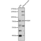 Western Blot - Anti-RLIM Antibody (A91158) - Antibodies.com