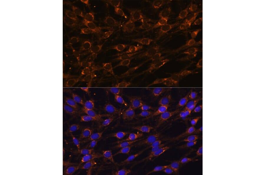 Immunofluorescence - Anti-PPCEL/PREPL Antibody (A91159) - Antibodies.com