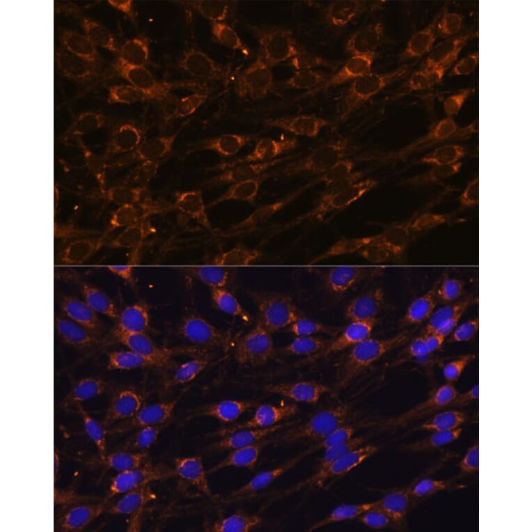 Immunofluorescence - Anti-PPCEL/PREPL Antibody (A91159) - Antibodies.com