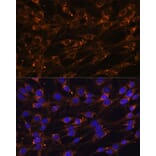 Immunofluorescence - Anti-PPCEL/PREPL Antibody (A91159) - Antibodies.com