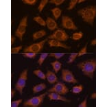 Immunofluorescence - Anti-PPCEL/PREPL Antibody (A91159) - Antibodies.com