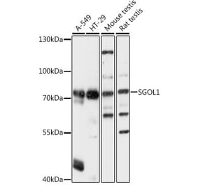 Western Blot - Anti-Shugoshin Antibody (A91161) - Antibodies.com