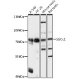 Western Blot - Anti-Shugoshin Antibody (A91161) - Antibodies.com