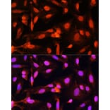 Immunofluorescence - Anti-Shugoshin Antibody (A91161) - Antibodies.com