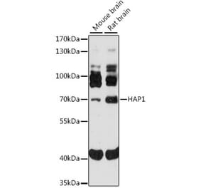 Western Blot - Anti-Huntingtin Associated Protein 1 Antibody (A91163) - Antibodies.com