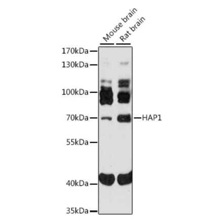 Western Blot - Anti-Huntingtin Associated Protein 1 Antibody (A91163) - Antibodies.com