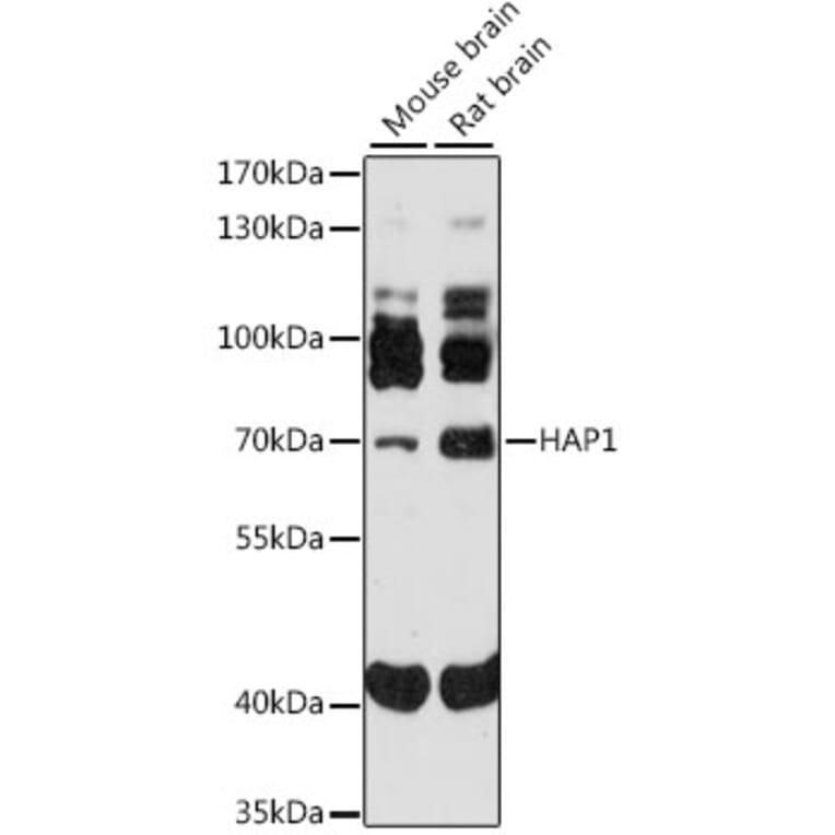 Western Blot - Anti-Huntingtin Associated Protein 1 Antibody (A91163) - Antibodies.com