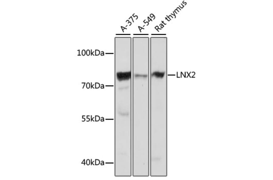 Western Blot - Anti-LNX2 Antibody (A91164) - Antibodies.com