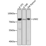 Western Blot - Anti-LNX2 Antibody (A91164) - Antibodies.com