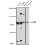Western Blot - Anti-MASP2 Antibody (A91165) - Antibodies.com