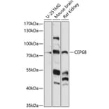 Western Blot - Anti-CEP68 Antibody (A91168) - Antibodies.com