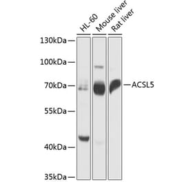 Western Blot - Anti-ACSL5 Antibody (A91172) - Antibodies.com