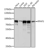 Western Blot - Anti-Hypothetical Protein FLJ21908/RPAP3 Antibody (A91173) - Antibodies.com