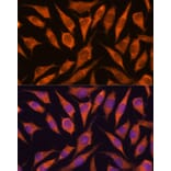 Immunofluorescence - Anti-Hypothetical Protein FLJ21908/RPAP3 Antibody (A91173) - Antibodies.com