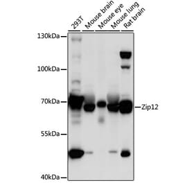 Western Blot - Anti-ZIP-12 Antibody (A91174) - Antibodies.com
