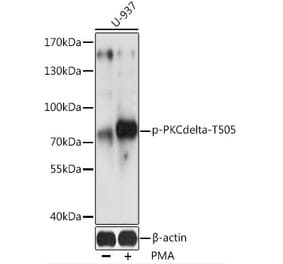 Western Blot - Anti-PKC delta (phospho Thr505) Antibody (A91176) - Antibodies.com