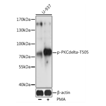 Western Blot - Anti-PKC delta (phospho Thr505) Antibody (A91176) - Antibodies.com