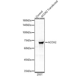 Western Blot - Anti-ACOX2 Antibody (A91180) - Antibodies.com