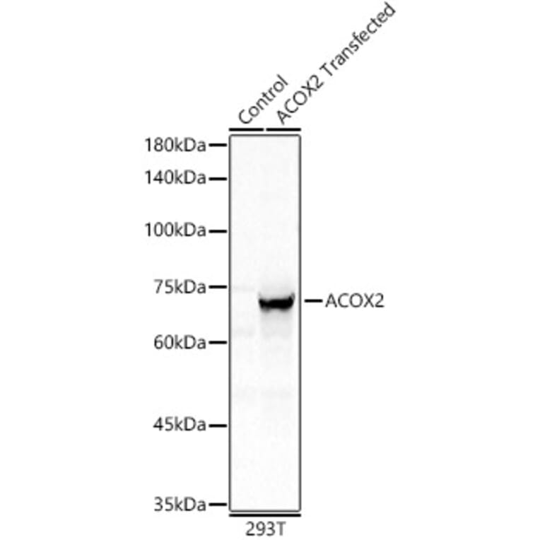 Western Blot - Anti-ACOX2 Antibody (A91180) - Antibodies.com