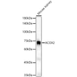 Western Blot - Anti-ACOX2 Antibody (A91180) - Antibodies.com