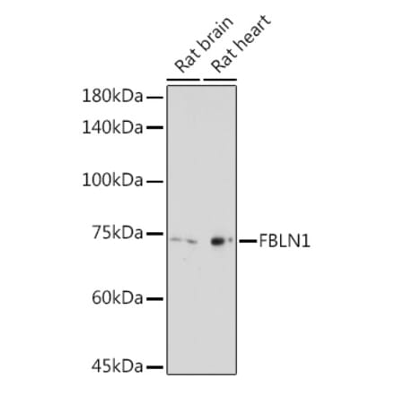 Western Blot - Anti-Fibulin 1 Antibody (A91190) - Antibodies.com