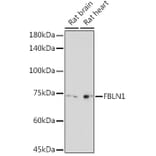 Western Blot - Anti-Fibulin 1 Antibody (A91190) - Antibodies.com