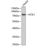 Western Blot - Anti-ACSL1 Antibody (A1000) - Antibodies.com