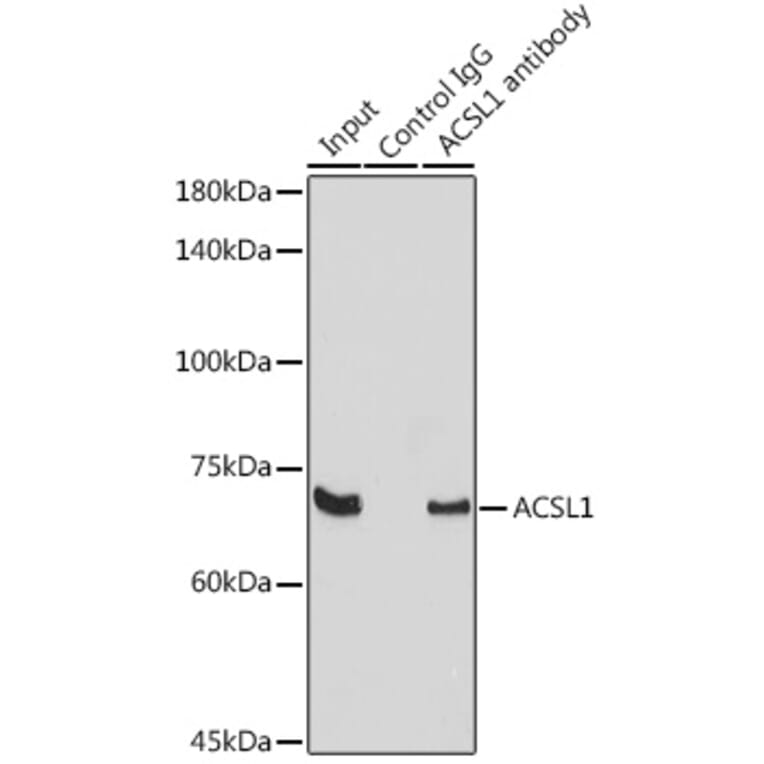 Western Blot - Anti-ACSL1 Antibody (A91192) - Antibodies.com
