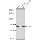 Western Blot - Anti-ACSL1 Antibody (A91192) - Antibodies.com