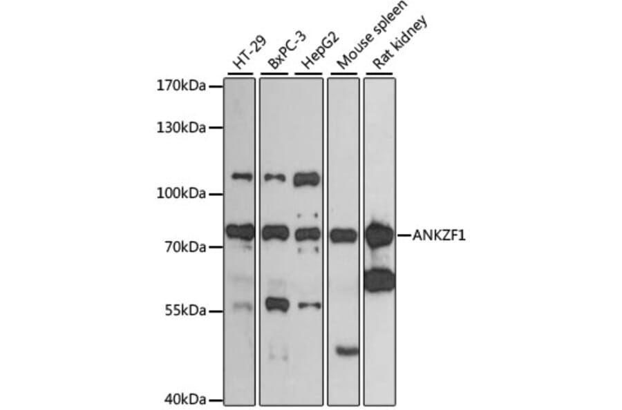 Western Blot - Anti-ANKZF1 Antibody (A13786) - Antibodies.com