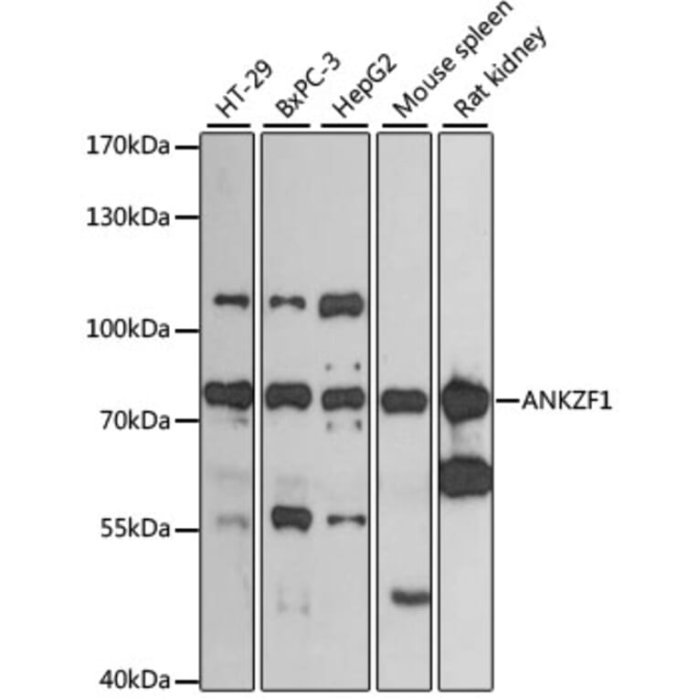 Western Blot - Anti-ANKZF1 Antibody (A13786) - Antibodies.com