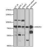Western Blot - Anti-ANKZF1 Antibody (A13786) - Antibodies.com