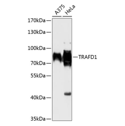 Western Blot - Anti-TRAFD1 Antibody (A91197) - Antibodies.com