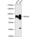 Western Blot - Anti-TRAFD1 Antibody (A91197) - Antibodies.com