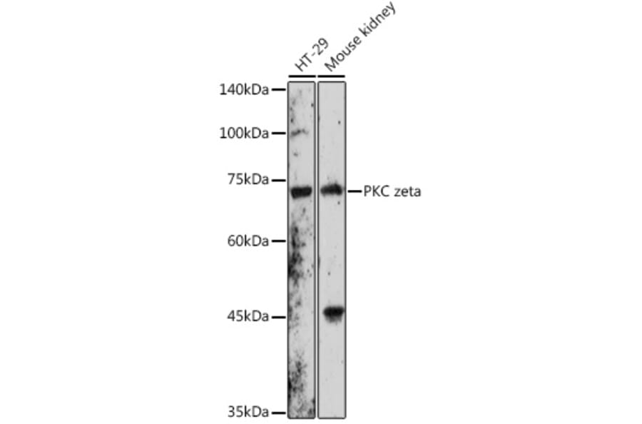 Western Blot - Anti-PKC zeta Antibody (A91200) - Antibodies.com