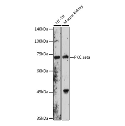 Western Blot - Anti-PKC zeta Antibody (A91200) - Antibodies.com
