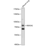 Western Blot - Anti-FBXO42 Antibody (A91202) - Antibodies.com