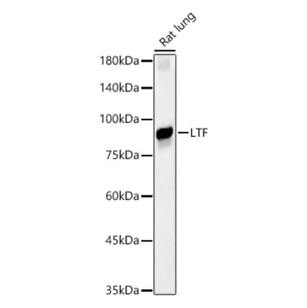 Western Blot - Anti-Lactoferrin Antibody (A91203) - Antibodies.com