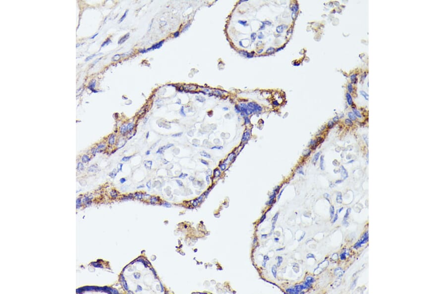 Immunohistochemistry - Anti-Lactoferrin Antibody (A91203) - Antibodies.com