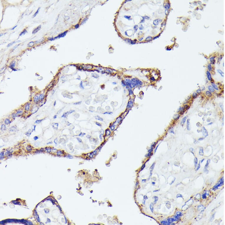 Immunohistochemistry - Anti-Lactoferrin Antibody (A91203) - Antibodies.com