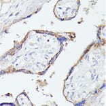 Immunohistochemistry - Anti-Lactoferrin Antibody (A91203) - Antibodies.com